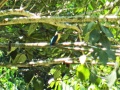 Stork-billed kingfisher.jpg