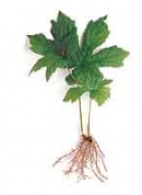 Goldenseal.jpg