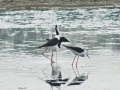 White-headed stilt 1.jpg