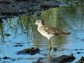 Wood sandpiper.jpg