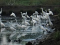 Little egret.jpg