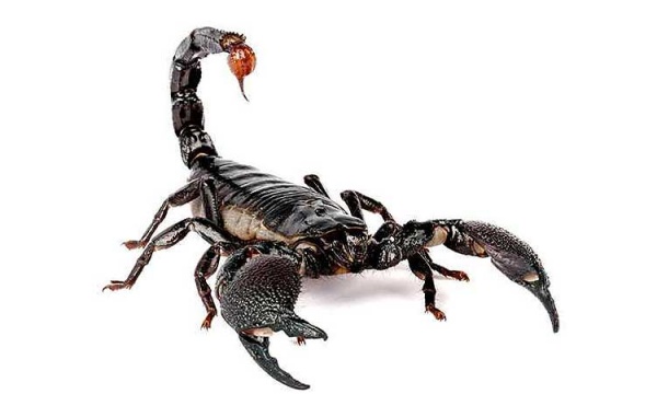 File:alacran -scorpion.jpg - Philippines