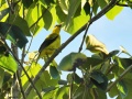 Black-naped oriole 1.jpg