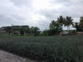 Pineapple Plantation, Maligo, Polomolok, South Cotabato.jpg