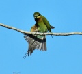 Blue-tailed bee-eater 6.jpg