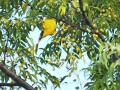 Black-naped oriole.jpg