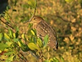 Rufous Night Heron 3.jpg