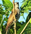 Little bronze cuckoo.jpg