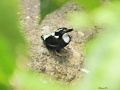 Southern Silvery Kingfisher 3.jpg