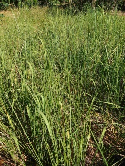 Blady grass habitii.jpg