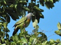 Pink-necked green pigeon 3.jpg