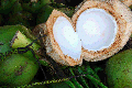 Ilanun - semi mature coconut fruit.gif