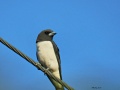 White-breasted woodswallow 1.jpg