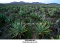 Aloevera01.jpg