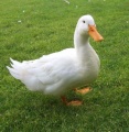 Pato - Duck.jpg