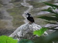 Southern Silvery Kingfisher 2.jpg