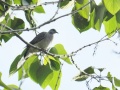 Spotted dove.jpg