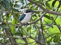 White-collared kingfisher 3.jpg