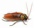 Cucaracha - cockroach.jpg