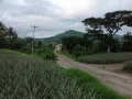 Pineapple Plantation, Maligo, Polomolok, South Cotabato 3.jpg