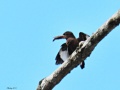 White-throated kingfisher 2.jpg