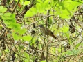 Brown tit-babbler 2.jpg