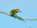 Blue-tailed bee-eater 3.jpg