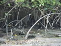 White-breasted waterhen 3.jpg