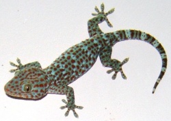 Toko - gecko lizard.jpg