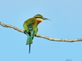 Blue-tailed bee-eater 4.jpg