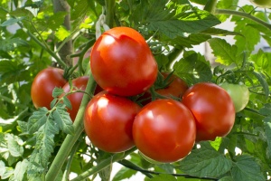 Tomates - tomato.jpg