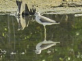 Common greenshank.jpg