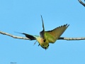 Blue-tailed bee-eater 7.jpg