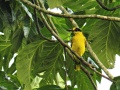 Black-naped oriole 10.jpg