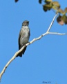 Grey-streaked flycatcher 1.jpg