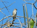 Grey-streaked flycatcher 2.jpg