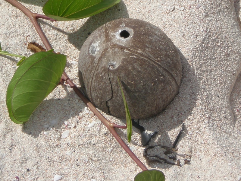 File:Coconut shell on beach, Samoa.JPG