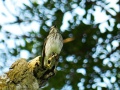 Grey-streaked flycatcher 3.jpg