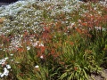 Carmel Highlands garden CA.JPG