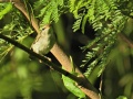 Arctic warbler.jpg