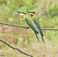 Blue-tailed bee-eater 16.jpg