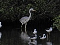 Grey heron.jpg