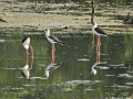 Black-winged stilt.jpg