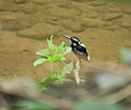 Southern Silvery Kingfisher.jpg