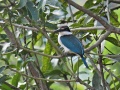 White-collared kingfisher 2.jpg