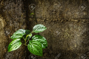 Betel leaf, buyo.jpg