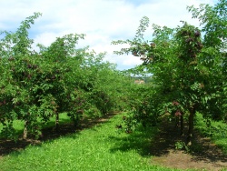 Elderberry trees.JPG