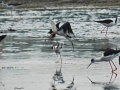 White-headed stilt 2.jpg