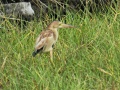 Yellow bittern 1.jpg