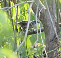 Brown tit-babbler 1.jpg